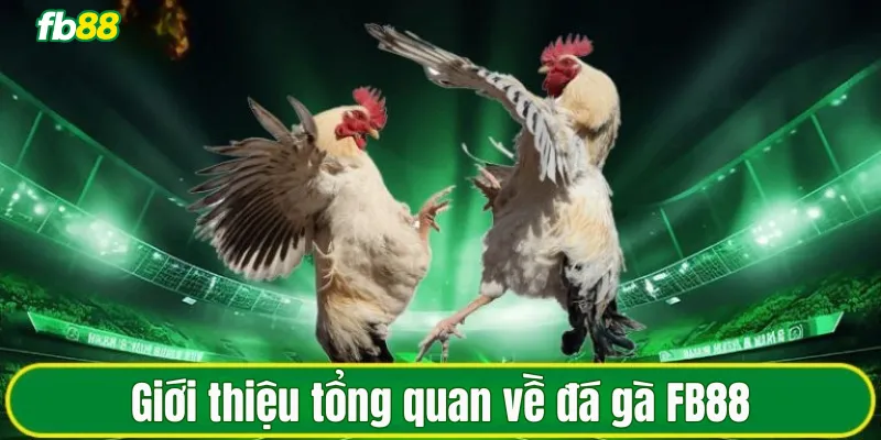 Giới thiệu tổng quan về đá gà FB88